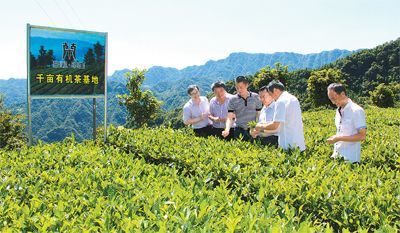 省市县科技特派员深入石门茶叶基地精准施策助产业发展